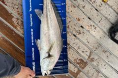 WhatsApp-Image-2023-04-14-at-14.51.16