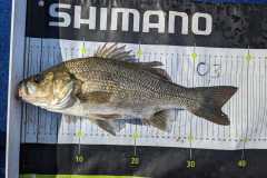 WhatsApp-Image-2023-04-15-at-20.22.54